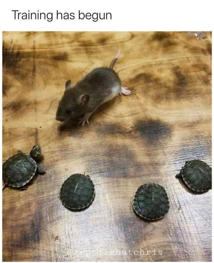 ninja turtles