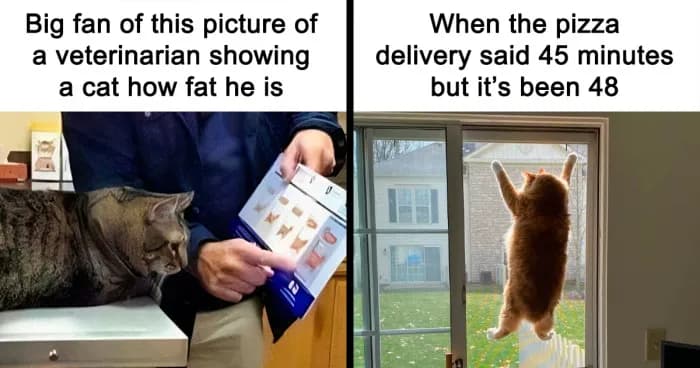 47 Cat Memes That Make People Wish You Could Tag Their Kitty