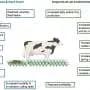 How healthier farm animals can cut greenhouse gas emissions