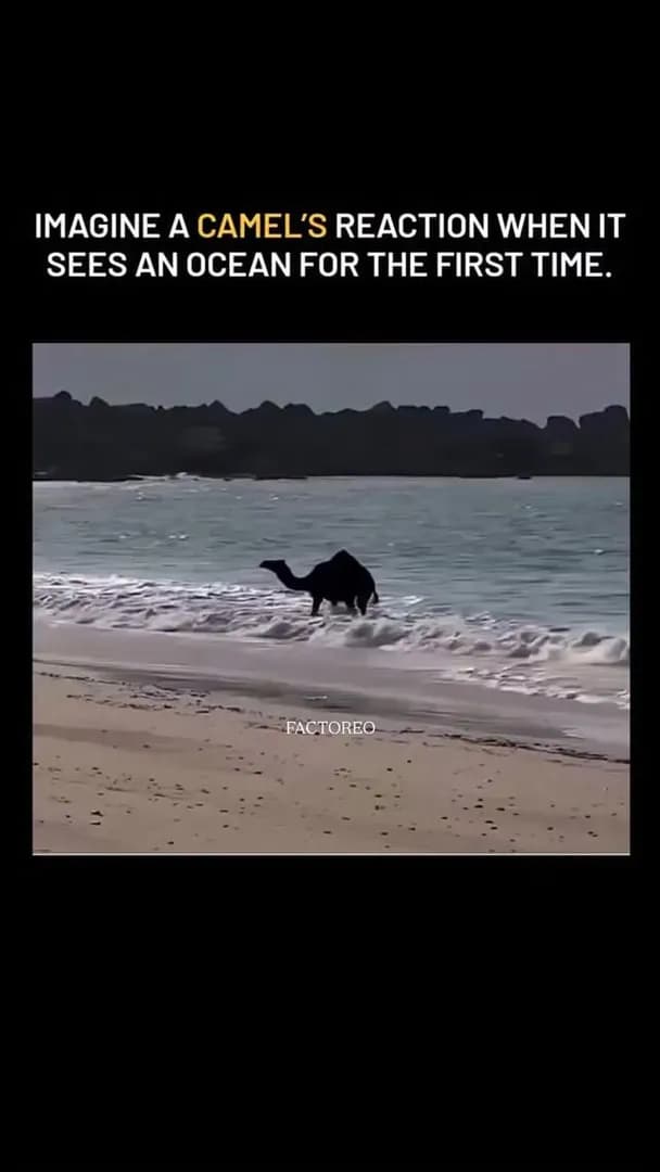Camel’s reaction to Ocean 🐪