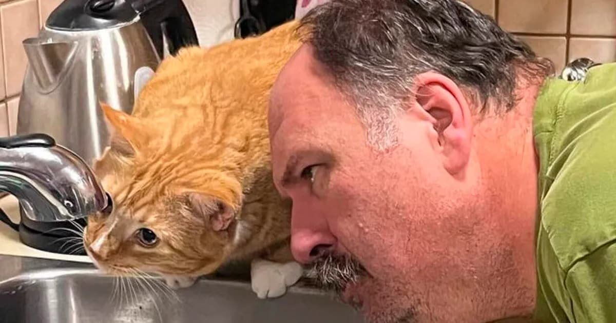 They Share One Braincell: 48 Cats That Don’t Seem Very Smart