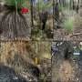 Phytophthora dieback linked to habitat loss and lower digging activity among quendas in Western Australia