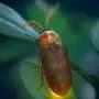 Amber fossil reveals firefly relative with unprecedented antennae