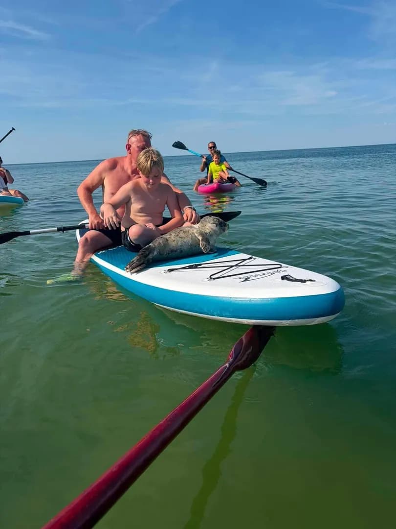In the Mielno (Poland) seal was swimming with tourists on the board
