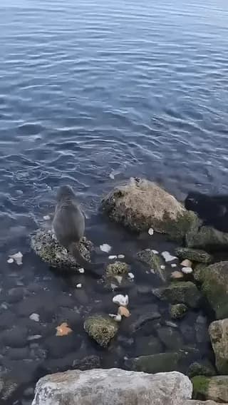 Unbelievable cat skills.. Catching a fish straight from the sea!