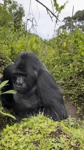 Up-close encounter with a wild mountain gorilla while trekking in Rwanda