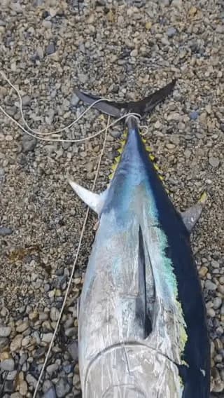 Yellowfin Tunas have evolutionary body grooves that let them tuck away their fins for maximum speed