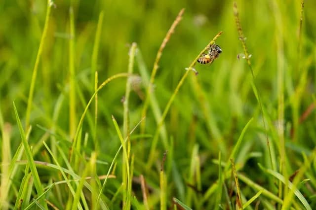 It’s not just flowers that help the pollinators. Grass can too.