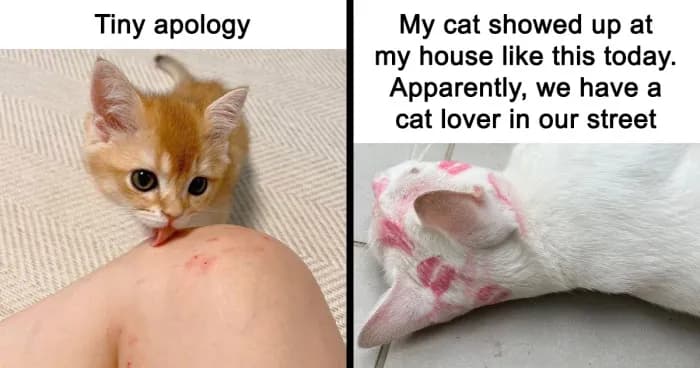 Cat Memes Any Cat Lover Would Appreciate