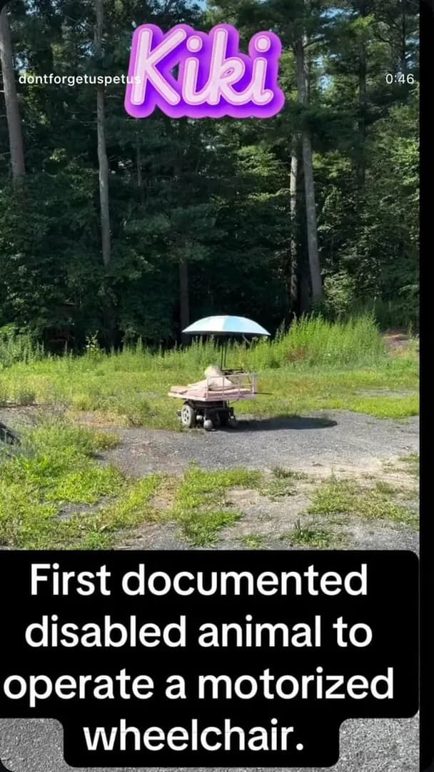 Kiki the disabled sheep who drivers her own motorized wheelchair :)
