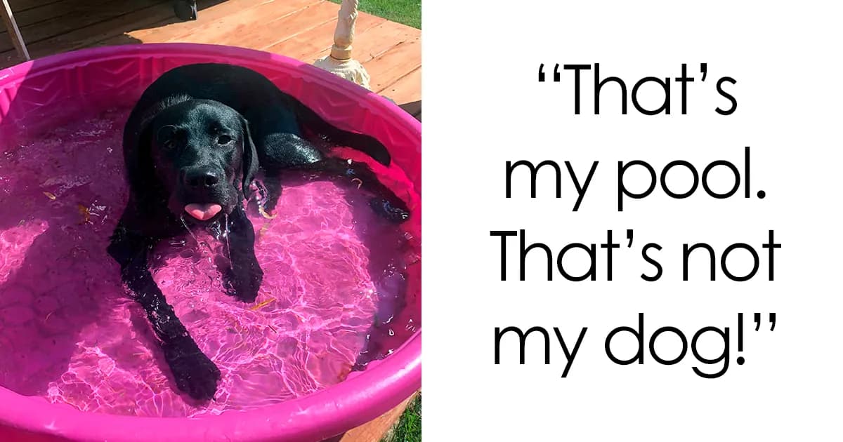 Cutest Pets That Tried Paw And Tail To Escape Summer Heat