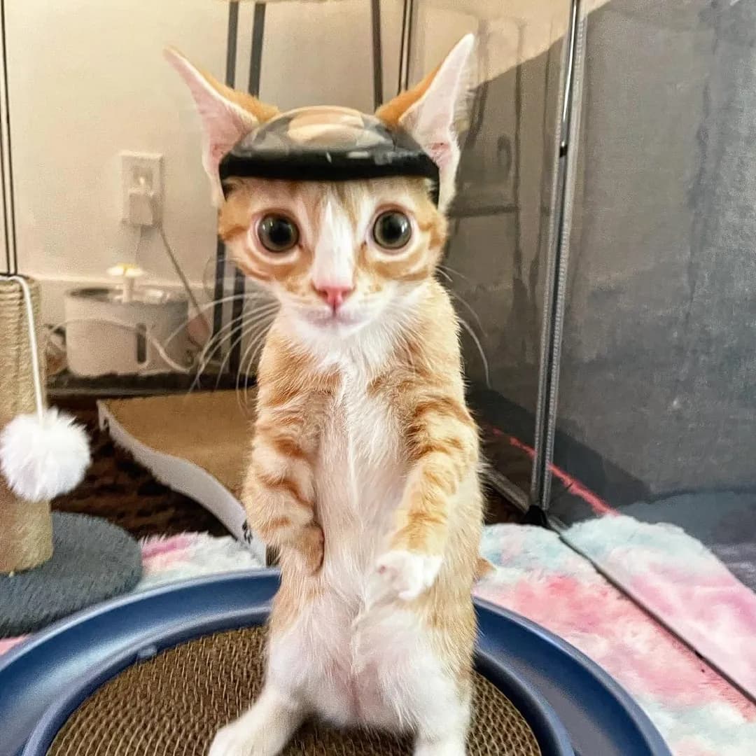 Meet Otter: The cat born without a full skull who wore a tiny protective helmet until he could get titanium skull surgery.