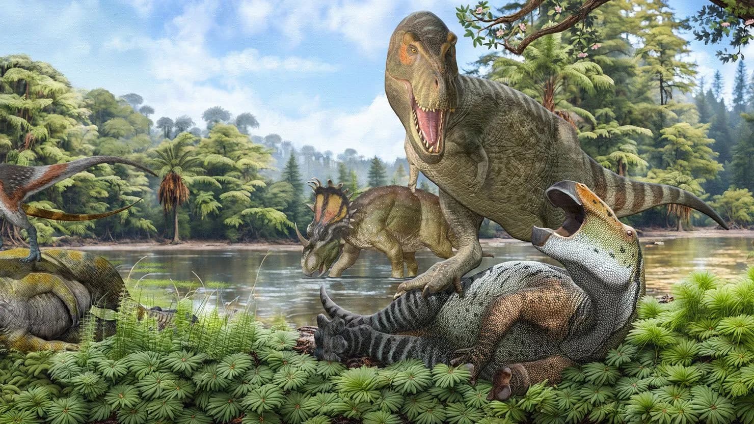 New finds show that Tyrannosaurus rex grew until it was 40 years of age and not 25 like it was belived. This new larger growth window seems to point to possible larger T Rex yet to be found.