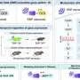 Molecular electromagnetic sensor may enable remote-controlled gene therapy