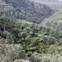 How rugged gullies protect hidden rainforests in the Greater Blue Mountains