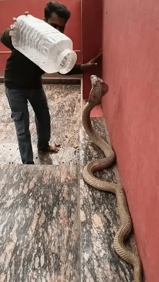 Cobra Packed in a Plastic Jar