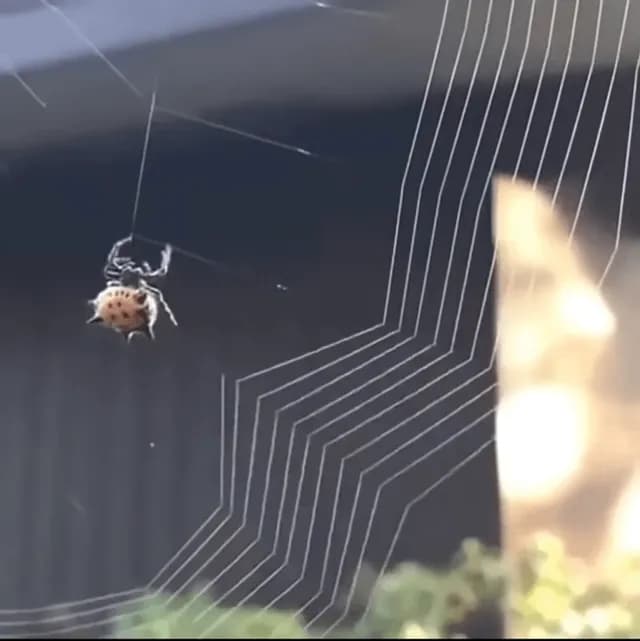 Spider making the web