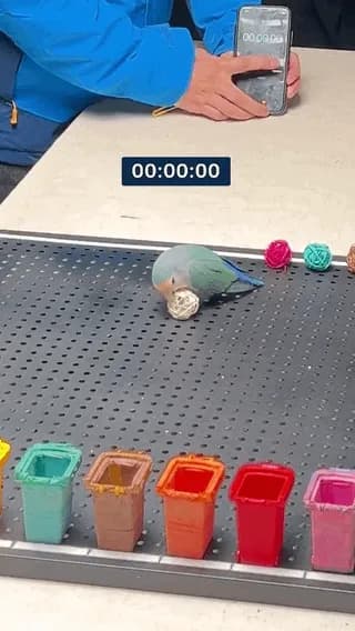 Fastest time to identify 10 colors by a parrot!!