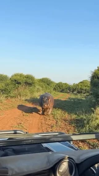 Hippo charging a tour group vehicle