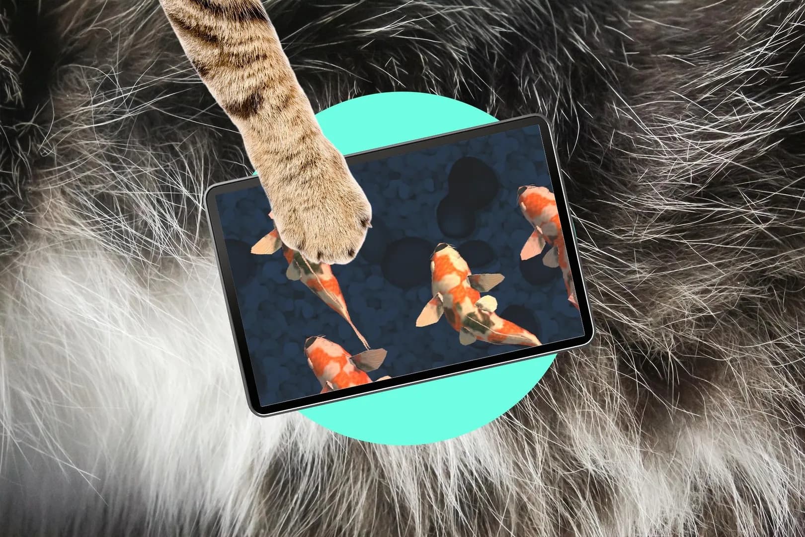 Oops! My cat is an iPad kid