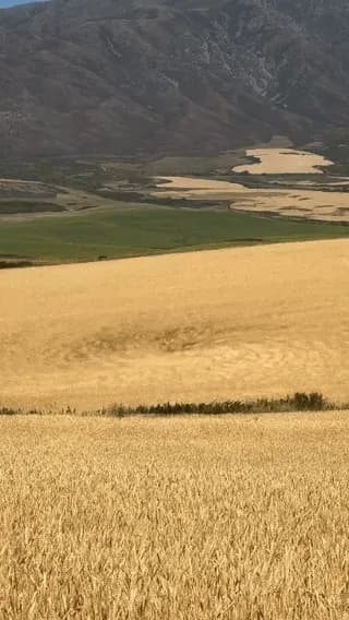 The way this whirlwind is creating a pattern on the golden crop field(credit-IG-elaman_mm)