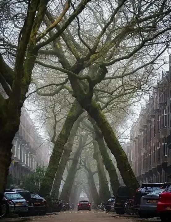 Amsterdam has a street where the trees grow together overhead, creating a magical green tunnel