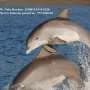 'Snooping' on dolphins offers acoustic clues to hotspots for food and friends