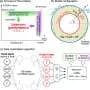 AI reconstructs hidden history of Earth's mantle flow from surface clues