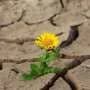 Drier soils may turn late summer into prolonged extreme heat