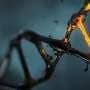 New gene activity tool measures biological age of cells and screens aging-related compounds