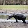 'Ecological engineers' an existential threat to wildlife of iconic wetland