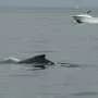Whales spark joy in New York but face threats from boat traffic