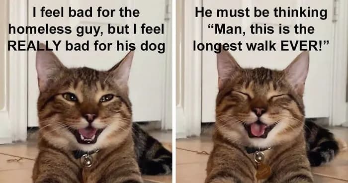 Laughing Cat: 18 Photos That Became A New Dad Joke Meme