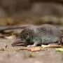 Shrews exhibit reversible size changes in their skulls and noses to get through the winter