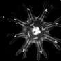 Jellyfish reveal how rapid cell turnover may suppress early cancer growth