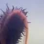 Sea cucumber breeding clues could help rebuild populations depleted by overfishing