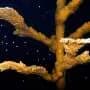 Coral experts unite in historic effort to restore Florida's coral reef