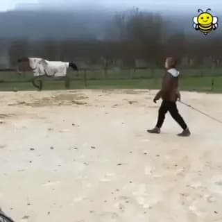 Bull sees a show-jumping horse and decides he can do it too