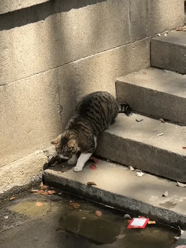 Fishing with paws