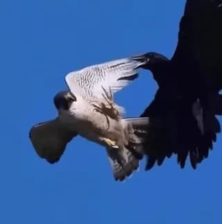 Falcon scratching head mid flight, turns on chasing raven with no effort