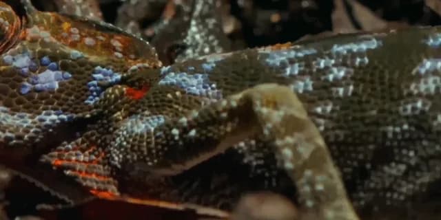 In her final moments, this female Labord's chameleon erupts in a chaotic display of colors before passing away.