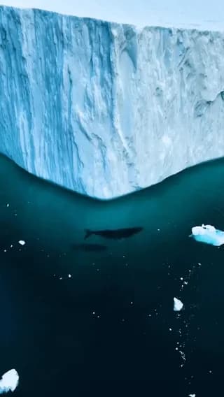 Humpback whales mom and calf swimming among the icebergs in Greenland ๐โ๏ธ
