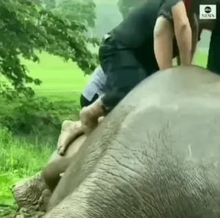 Rescuers performing CPR on an elephant after rescuing her & child from the pit! 🙌👏
