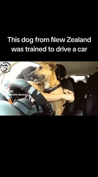 Dog learns quicker than some others