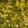 Drought stress in trees: What to expect and what to do
