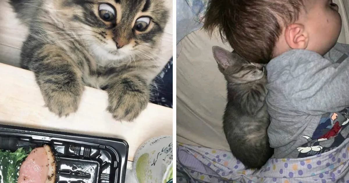 Quirky Cat Moments Caught On Camera