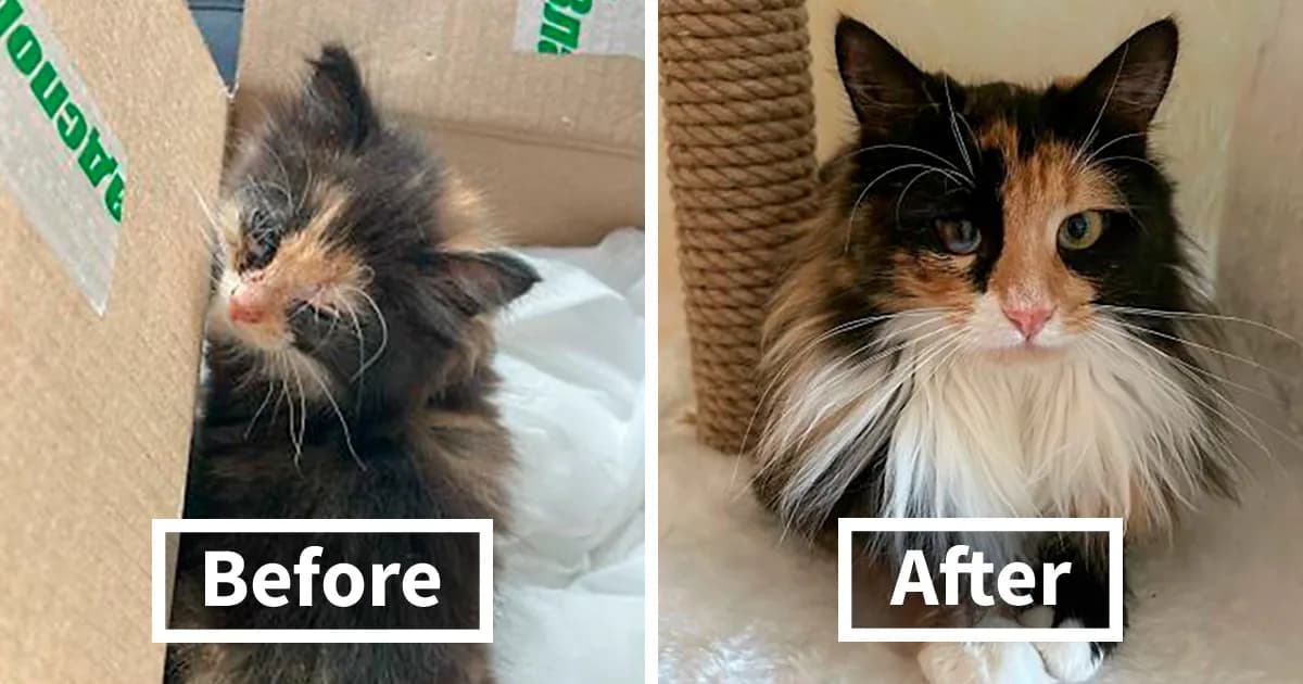 This Community Shares Cats As Kittens And Adults, And The Transformations Are Delightful (21 New Pics)