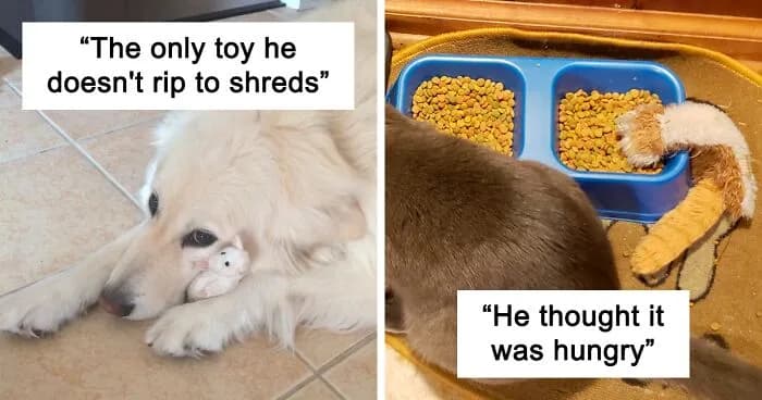 40 Wholesome Pets That Refuse To Part With Their Favorite Toys