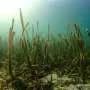 Mapping Indonesian seagrass quality to target blue carbon conservation