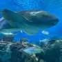 Shark DNA could hold answers to how we age
